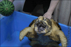 killer-squirtle:  churno:  nefepants:  Eat this watermelon, you fucking turtle  THIS THING IS TERRIFYING I DONT LIKE TURTLES ANY MORE   