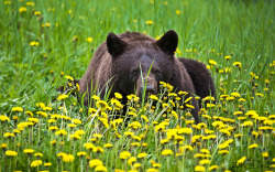 fuck-yeah-bears:  Summer Feast by Dani-Lefrancois“Spent some time watching this guy feast on a field of dandelions. He was in heaven it looked like. Note: this bear isn’t angry.. he is mid chew/bite on the yummy greens.”