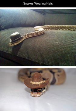 mkdremareriser:  suupersnek:  zooophagous:  ashashi-corner:  Okay who was brave enough to put a tiny hat on a golden cobra because woah  SNAKES IN HATS  The fact that somebody put a hat on a cobra kills me  i especially like the cobra one 