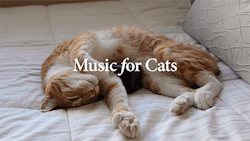 sizvideos:  A musician created music for cats! It helps cats to relax and enjoy music they can understand! - watch the full video 