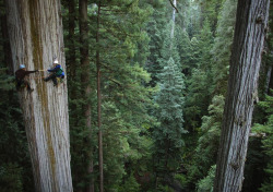 doyoulikevintage:  Huge 750 years old sequoia tree, California. Photo: Michael Nick Nichols 