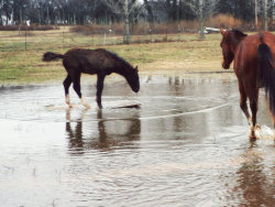 craigslisthorses:  keeby1:  bridle-less:  craigslisthorses:  So, when it rained a lot the other day the front pasture got pretty flooded and when I called the babes up for breakfast Houdini was walking around the “pond” and went to go stand on his
