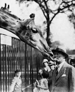 Captain Pfeiffer, a regular visitor to London Zoo, succeeds in training a giraffe to take food straight from his lips, London, 1933.