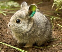 the-enchanted-mermaid:  Meet the World’s Smallest Rabbit. Columbia Basin Pygmy Rabbits are the world’s smallest and among the rarest.  