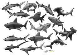 elranno:  Shark studies and 3 shark character sketches. 