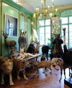 indefenseofart:One of my absolute favorite places in Paris: Deyrolle, a modern day Wunderkammer just behind Musée d’Orsay on the left bank. It was first established in 1831 by Jean-Baptiste Deyrolle from a passion for natural history and entomology