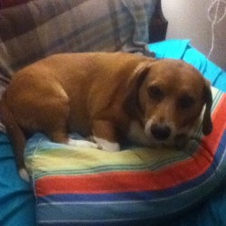 Hey uh Rusty thats my pillow can you move over please? #dog #pillow #rusty #doxen #beagle