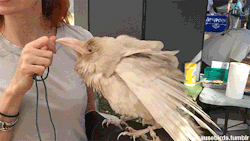 becausebirds:becausebirds:  I met this albino Raven named Pearl today at Bird Fest. It is only one of four known albino Ravens in the whole world. Pearl lives in this woman’s house. The handler has a permit, and the bird is property of the government