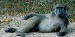 Gay baboon terrorizes village in South Africa, rapes 5 men.