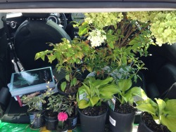 energe:  Car full of plants