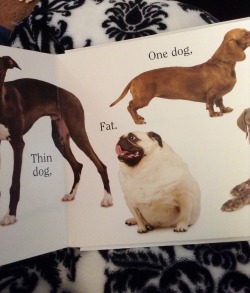 belovefreeindeed:  I’m reading a book to the toddler and it’s describing dogs. A sighthound for the “thin dog” of course, then for the “fat dog”? A PUG named Boris. I died laughing. 