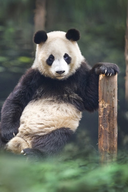 ripe-for-gelatino:  drxgonfly:  portrait of a panda (by David Hobcote)   #someone should draw panda from wbb in this pose #he’d be like ‘ladies ;)’   artemispanthar this was a nice drawing prompt (it’s transparent!) 