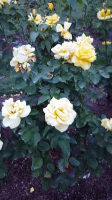 trans-witch-lexi:  I went to a rose garden and it was so beautiful!!!