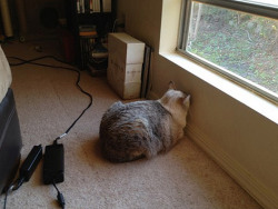furbearingbrick:  aimeefrommars:  septemberism94:  schim:   Cats who can’t figure out walls [x]  PLEASE TAKE YOUR CAT TO THE VET IF YOU SEE THEM DOING THIS BEHAVIOR OVER TIME. It’s called “head pressing” and it occurs in dogs and cats.   Head