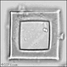 4gifs:  3D-printed microscopic cages confine bacteria in tiny zoos for the study of infections