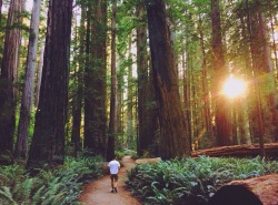 earthflowur:  lasplayaslasmontanas:We were so used to covering hundreds of miles each day we almost missed the Redwoods on our way up the coast. We did pass up the national park, but ended up here instead, right as the sun was setting. It’s one of the