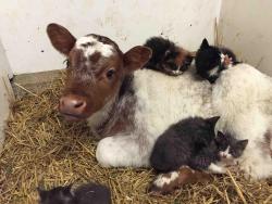 thesylverlining:ayellowbirds:thefingerfuckingfemalefury:veganblunt:stayweird:weird dog has weirder dog babies.v peculiar &ldquo;I LOVE YOU MY WEIRD FLUFFY BABIES&rdquo;  okay but they’re all babies, this is a very small moo with some small mews.  small