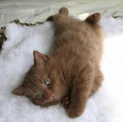 cj-sewers:  oh my god *___* please tell me it’s a shoop… i can’t live knowing such a perfect kitty exists and it isn’t mine
