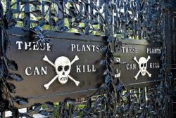 bregma:  The Alnwick Poison Garden is pretty much what you’d think it is: a garden full of plants that can kill you (among many other things). Some of the plants are so dangerous that they have to be kept behind bars. [x] 
