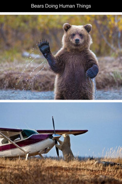 tastefullyoffensive:  Bears Doing Human Things [via]Previously: Before and After Pictures of Animals Growing Up 