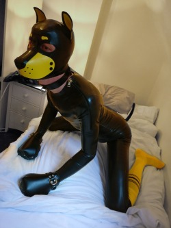 pup-rolo:  Attentive rubber puppy… All geared up and waiting.  *wrufff* 🐶🐾🐕 Wearing my custom @mr-s-leather rubber puppy hood, I think it’s quickly becoming my favorite hood to play in *wags*