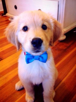 kneelforyourgoddess:  brokenheels-brokenheart:   Puppies in bow ties are just perfect   I’m always wondering what the breed is for the third kind of puppy…