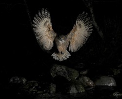 Night hunter (Blakiston’s Fish Owl, native to Japan and Russia)