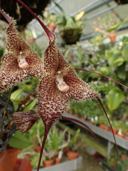 orchid-a-day:  Dracula wallisiiSyn.: Masdevallia wallisii; Masdevallia chimaera var. wallisii; Masdevallia burbidgeana; Dracula burbidgeanaJune 30, 2018 