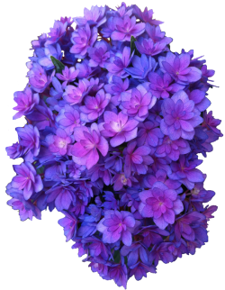 transparent-flowers:  Forever &amp; Ever Hydrangea. Hydrangea macrophylla. 