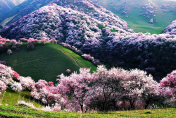 fancyadance:Located in Tuergen Township, Xinyuan County, Yili Apricot Valley (Xinghuagou杏花沟) is a lesser-known yet extremely beautiful valley featuring clumps of wild apricot trees. Spanning over 2000 hectares, it is the biggest apricot forest
