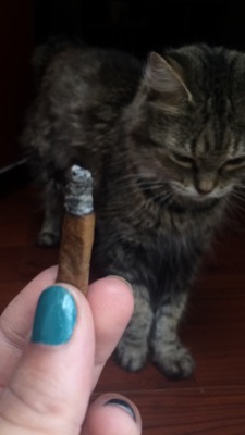 the-stoner-sage:  Cali cat 😽💨