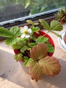 ohstephyy:  strawberry plant has blossomed!!!! so cute and shy!!!!!! 