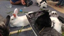fortunas-sands:  Some of the bunny pictures from the Georgia House Rabbit Society’s Bunny Fest 2016. I was working as a bunny wrangler at this, so I took less pictures than I usually do. Bree was in the mix, socializing a bit with other bunnies.