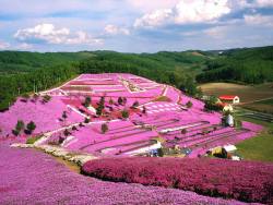 art-life-architecture:Mount Fuji flower festival, Japan.