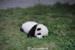 fuckyeahchinesefashion:  baby pandas via iPanda熊勒个猫 