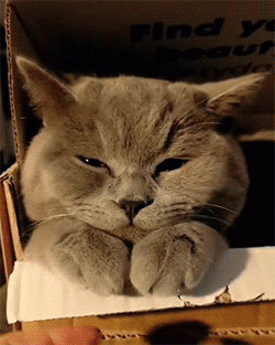 fluffygif:  Trying to be a good boy.