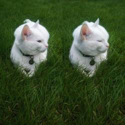 Always in his favourite spot in the garden 😊  #meko #cat #catsofinstagram #catstagram #whitecat #blueeyes #garden