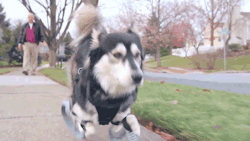 klwass1203:strangebiology:Derby was born with deformed front legs. His humans bought him a cart, like a wheelchair for his front, but it limited his mobility.  The owner decided on something kind of like the “running man,” which look like blades,