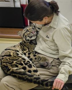 sdzoo:  8-month-old clouded leopard cub, Ganda, curls up in her trainer’s lap. Photo by Deric Wagner 