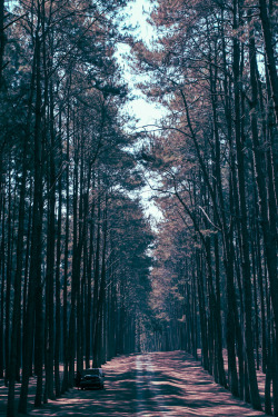 sitoutside:   pine forest on road 1088. thaíland.   by  immiandgreg  