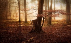 landscape-photo-graphy:  The Mystery of the Forest British photographer Lee Acaster’s photography series entitled The Forest captures the mysterious beauty and solitude of the woods. Displaying a wide range of seasonal sceneries, Acaster ethereally
