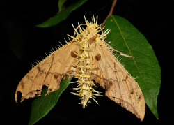 sinobug:  Moths celebrate Halloween too….  This hawkmoth (most likely a Violet Gliding Hawkmoth (Ambulyx liturata, Sphingidae)), has been parasitized by an Akanthomyces fungus (probably Akanthomyces pistillariiformis), a Cordyceps anamorph peculiar