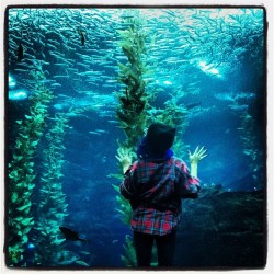 Wish I could be&hellip; part of that world. #mermaidaspirations #latergram  (at California Science Center)