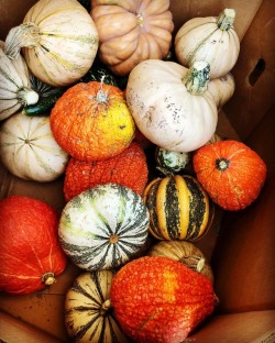 Pumpkins! Texture. Color. Shapes. #fall  (at Antioch, California) https://www.instagram.com/p/Boudhrbgyso/?utm_source=ig_tumblr_share&amp;igshid=17qzr0xwacyww