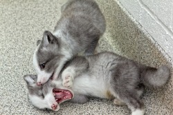 thepinkqueen:  Cute Arctic Fox Pups The arctic fox, also known as the white fox, polar fox or snow fox, is a small fox native to Arctic regions of the Northern Hemisphere and is common throughout the Arctic tundra biome. Arctic fox babies are called eithe