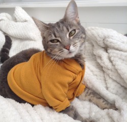 ryanandthecelebration:  daihazed:  EEEEE SO I BOUGHT MY KITTY A SWEATER AND NOW SHE WONT LET ME TAKE IT OFF  bandscatsntats