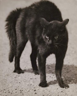 nervoservo:  Martin Munkácsi - Black Cat before the attack, c.1930  