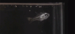 glukauf:  When an ostracod is swallowed, it emits a burst of light, making the cardinal fish spit it out.