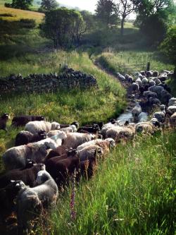 pagewoman:  Herdwick Sheep, Cumbria, Englandby The Herdwick Shepherd