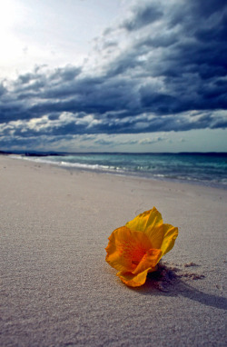 breathtakingdestinations:  Hyam’s Beach - New South Wales - Australia (von Paul D’Ambra - Australia)